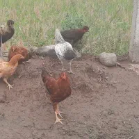 مرغ و خروس محلی و تخم مرغ محلی