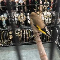 سهره درجه یک به شرط (کوار)|پرنده|شیراز, فرودگاه شهید دستغیب شیراز|دیوار