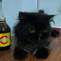 پرشین فلت نر