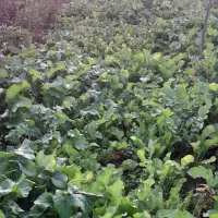 ترب تازه.|خوردنی و آشامیدنی|طاهرگوراب, |دیوار