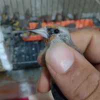 جوجه سهره دورگ