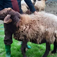 فروش نر افشار