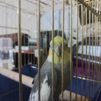 عروس هلندی|پرنده|کرمانشاه, |دیوار