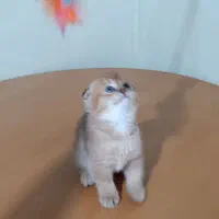 سرپرستی اسکاتیش بریتیش|گربه|بوشهر, |دیوار