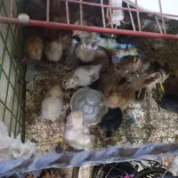 جوجه خانگی|حیوانات مزرعه|زابل, |دیوار