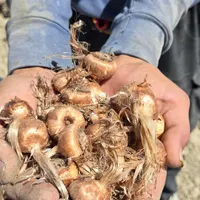 بذر پیاز زعفران