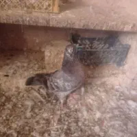 جوجه جیر|پرنده|قم, ولیعصر|دیوار