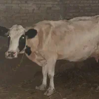 گاو جوان شیری|حیوانات مزرعه|سراب, |دیوار