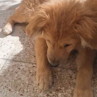 توله اشپیتز ۵ ماهه ماده