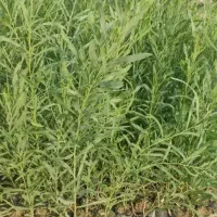 درخت آکاسیا یا بیدسیاه مهندس ذبیحی