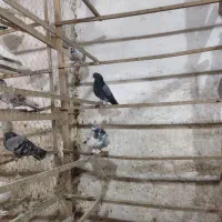 کبوتر|پرنده|رشت, لاکان شهر|دیوار