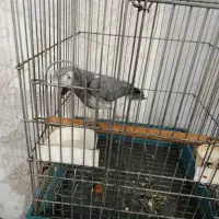 کاسکو سخنگو|پرنده|کارون, |دیوار