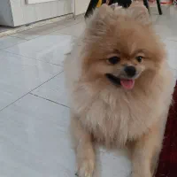 پامرین ماده ۱ساله