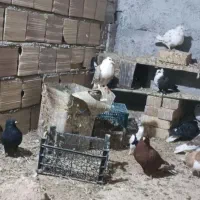 ۳۰ عدد کفتر رنگی همه به شرط