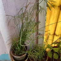 نخل مرداب|گل و گیاه طبیعی|تهران, بروجردی|دیوار