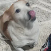 سگ پاکوتاه|سگ|تربت جام, یحیی آباد|دیوار