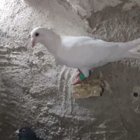 کبوتر|پرنده|مشکان, |دیوار