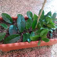 تعویض خاک گلدان درمحل