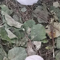 جفت ۱۵۰۰۰۰|موش و خرگوش|خان ببین, |دیوار