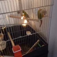 گرینچیک جفت آماده