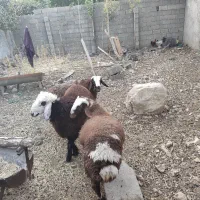بره