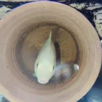 بچه سیچلاید سفید