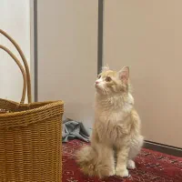 واگذاری رایگان گربه با وسایل