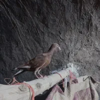 کبوتر|پرنده|تاکستان, |دیوار