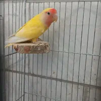 کوتوله  نر زردصورت هلویی مولد|پرنده|یزد, |دیوار