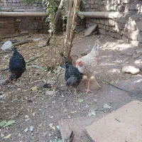 جوجه خروس مرغ|حیوانات مزرعه|قزوین, |دیوار