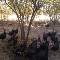 بوقلمون|حیوانات مزرعه|قیدار, |دیوار