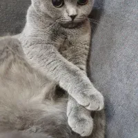 بریتیش ماده جهت جفت یابی