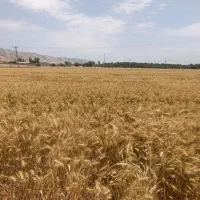 زمین کشاورزی محدوده قالند میخوام اجاره نقد