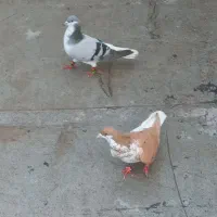 کبوتر شیرازی  و چپ