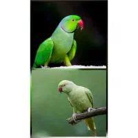 یک جفت طوطی ملنگو نر و ماده  مناسب جوجه کشی