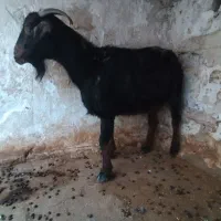 بز ماده