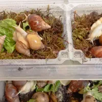 پک 5 عددی حلزون. مناسب پوست