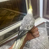 عروس هلندی|پرنده|اصفهان, عسگریه|دیوار