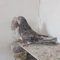 تعدادی سرور|پرنده|هریس, |دیوار