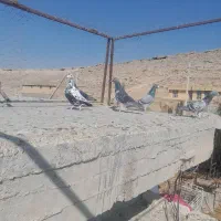 کفترتبعیدی