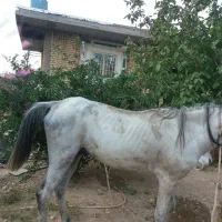 اسب نریون ذره شوری|اسب و تجهیزات اسب‌سواری|شیراز, حسن آباد|دیوار
