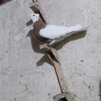 طوق زرد کرکی