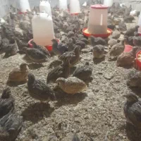 بلدرچین ارگانیک گوشتی دونه ای ۵۵