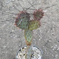 گل گیاه طبیعی کاکتوس