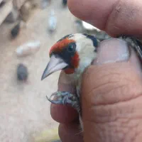 سهره|پرنده|بندر ماهشهر, |دیوار