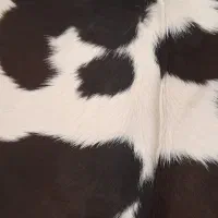 پوست گاو|صنایع دستی و سایر لوازم تزئینی|قم, ولیعصر|دیوار