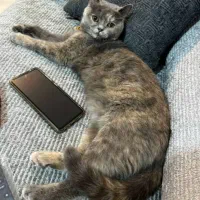 گربه اسکاتیش ماده|گربه|نیشابور, دارایی|دیوار