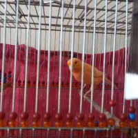 قناری ماده کشیده