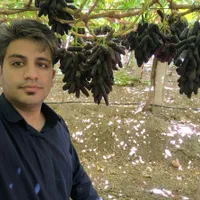 نهال انگور رو از منه تولید کننده بخر، نه دلال.|خدمات باغبانی و درختکاری|شیراز, باغشهر اهل بیت|دیوار