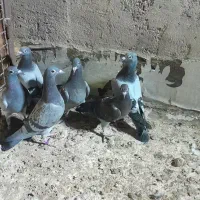 جوجه پلاکی هیچ پر